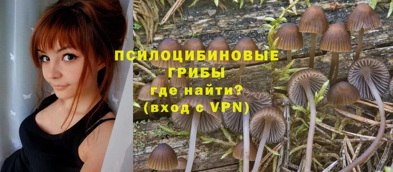 Галлюциногенные грибы Psilocybe  Полярный 